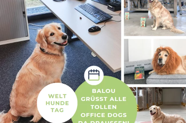 Es ist Welthundetag!